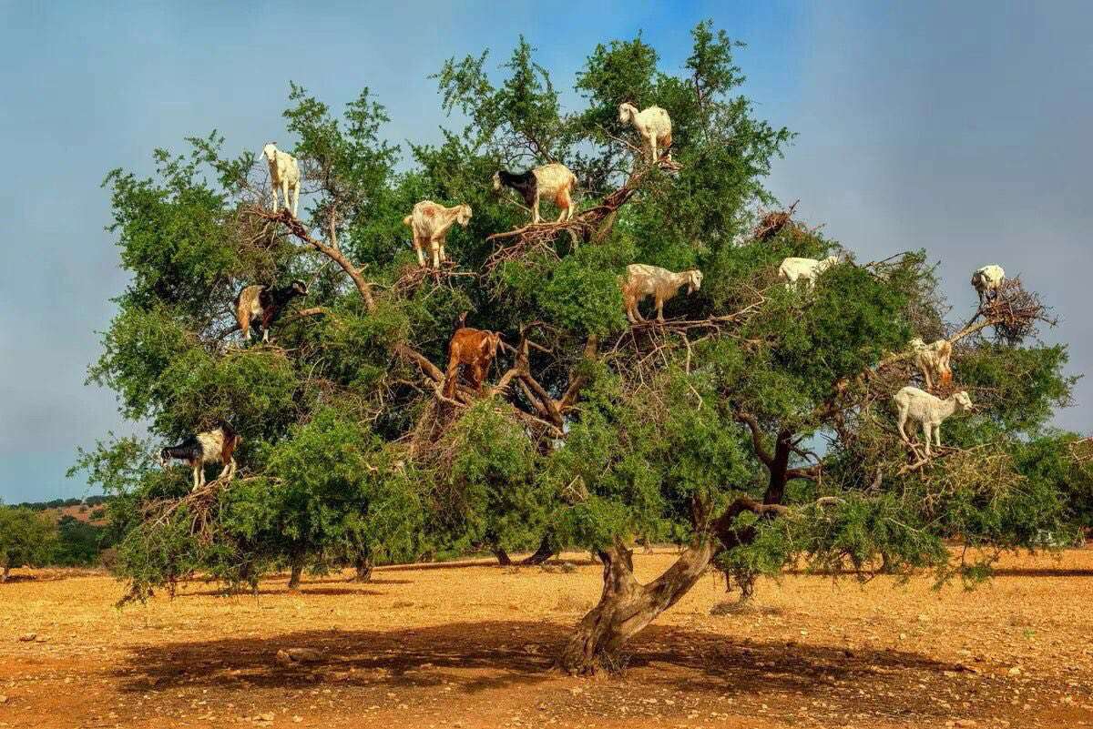 در مراکش نوعی خاص از بز وجود دارد که بهتر از میمون وسایر پستانداران از درخت بالا می رود، بز های درختی جاذبه توریستی مراکش هستند